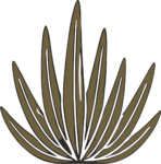 Agave Plant SVG Desert Bloom Vector