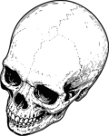 Human Skull SVG Detailed Ink Sketch Vector