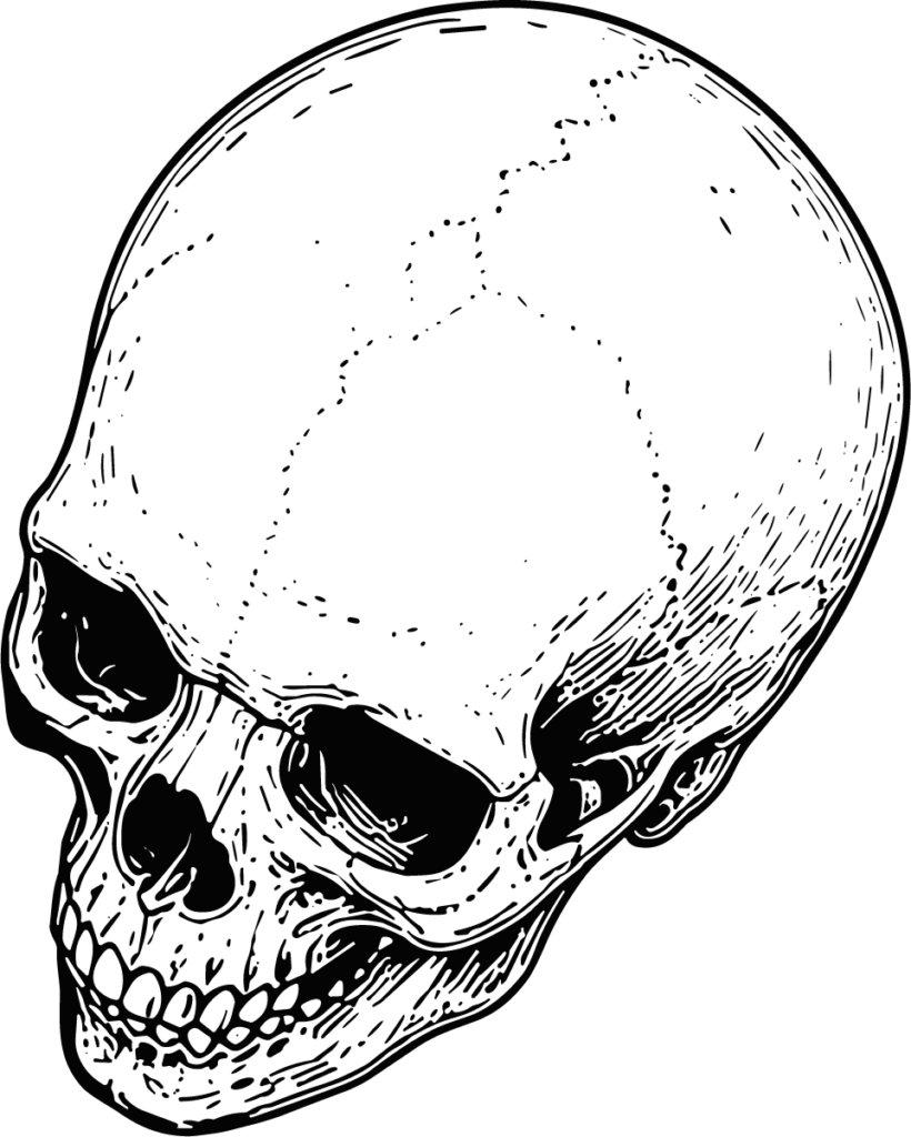 Human Skull SVG Detailed Ink Sketch Vector