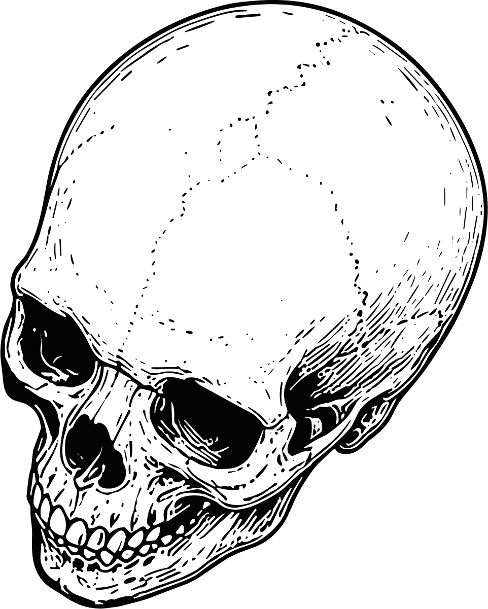 Human Skull SVG Detailed Ink Sketch Vector - Image 1