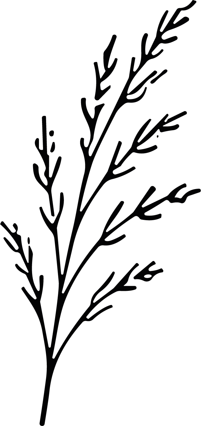 Bare Branch SVG Delicate Sketch Vector - Image 1