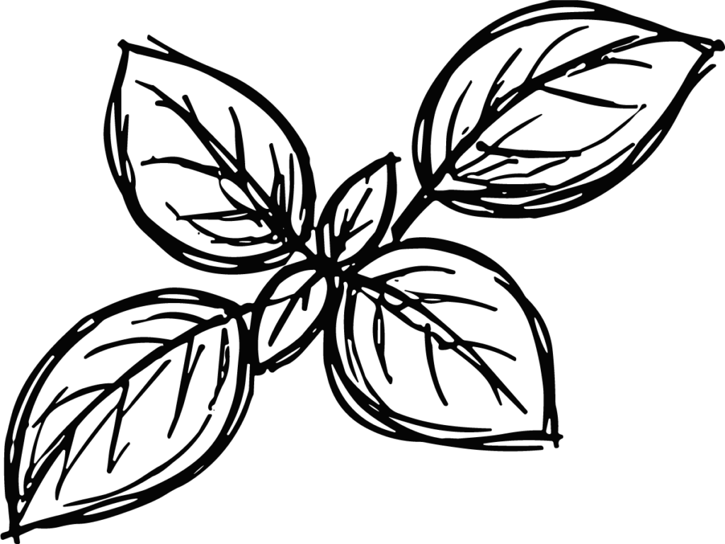 Basil Leaves SVG Sketchy Botanical Vector