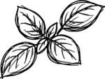Basil Leaves SVG Sketchy Botanical Vector
