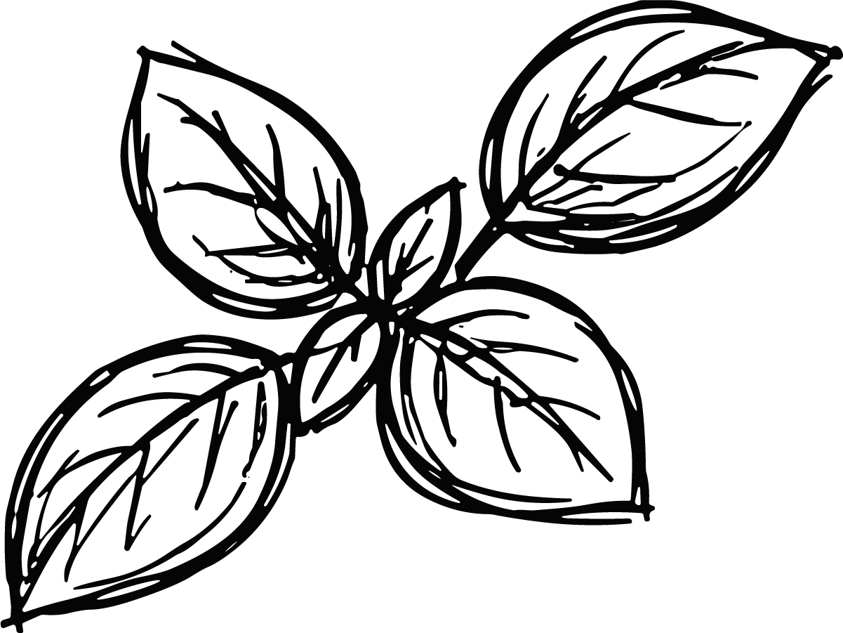 Basil Leaves SVG Sketchy Botanical Vector - Image 1