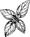 Basil Leaves Detailed Botanical Vector