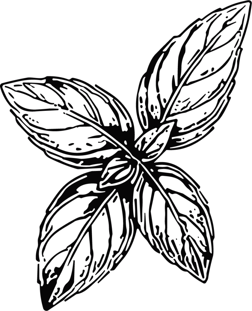Basil Leaves Detailed Botanical Vector