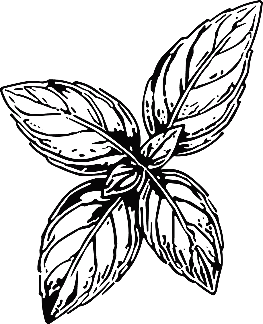 Basil Leaves Detailed Botanical Vector - Image 1