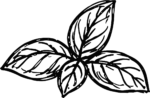 Basil Leaves SVG Bold Outline Vector