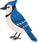 Blue Jay Bird SVG Perched Songbird Vector