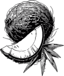 Coconut Slice Bold Engraved Vector