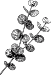 Eucalyptus Branch Detailed Botanical Vector