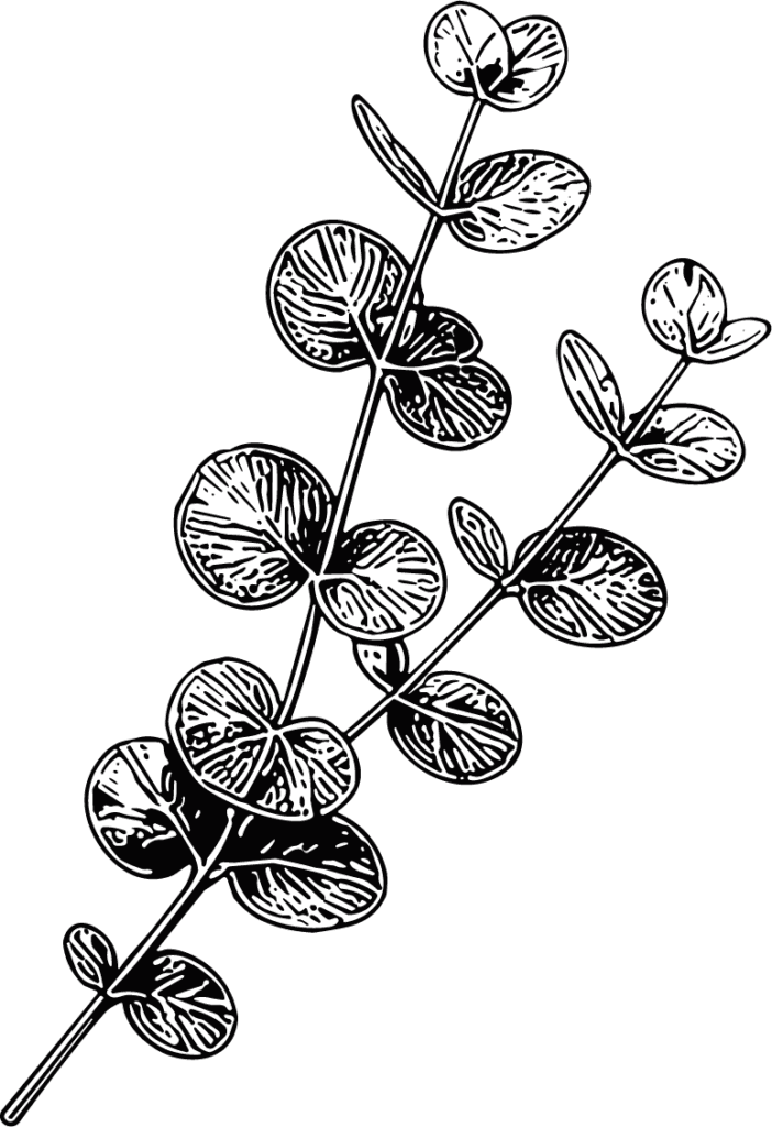 Eucalyptus Branch Detailed Botanical Vector