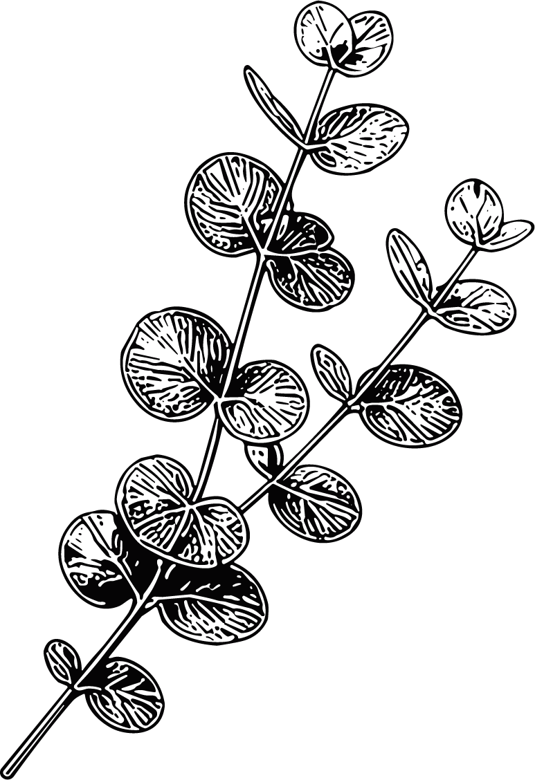 Eucalyptus Branch Detailed Botanical Vector - Image 1