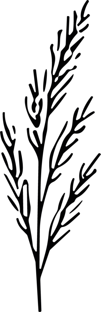 Fern Branch SVG Delicate Botanical Vector