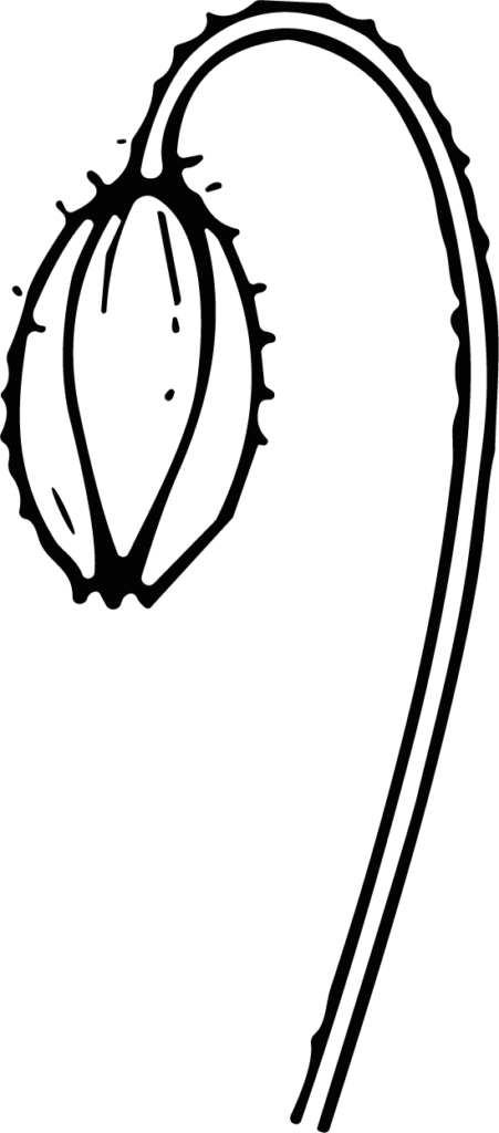 Flower Bud SVG Delicate Outline Vector