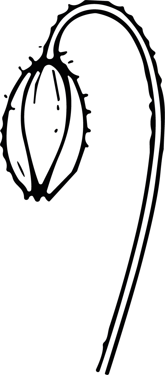 Flower Bud SVG Delicate Outline Vector - Image 1