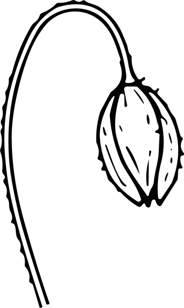 Flower Bud SVG Delicate Outline Vector
