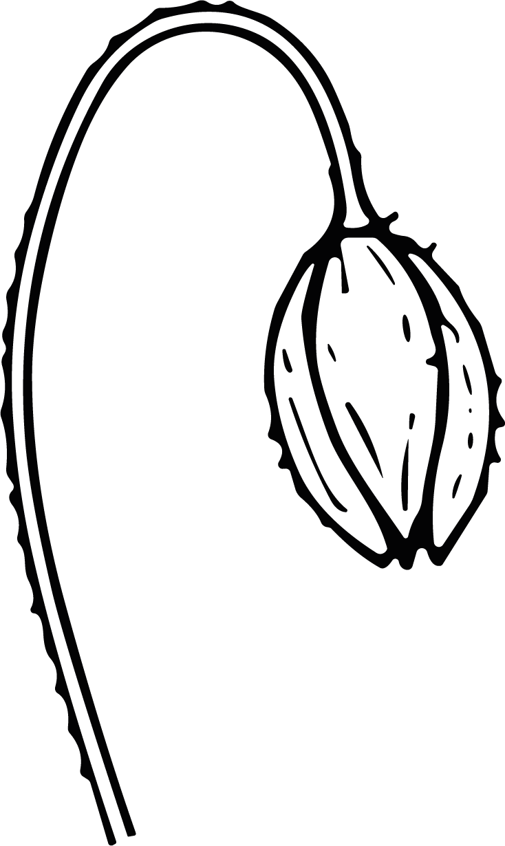 Flower Bud SVG Delicate Outline Vector - Image 1