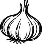 Garlic Bulb SVG Bold Sketch Vector