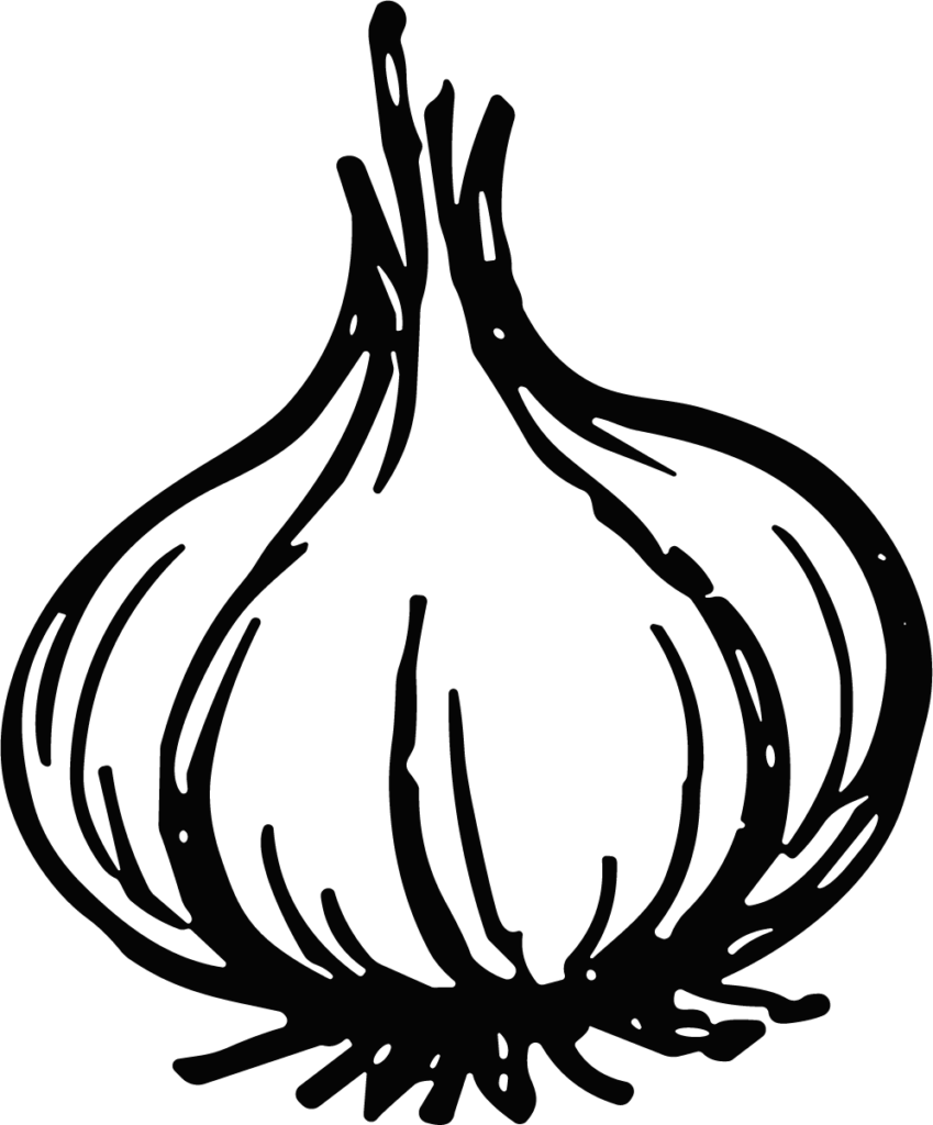Garlic Bulb SVG Bold Sketch Vector