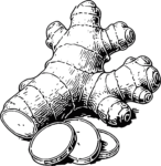 Ginger Root Detailed Etching Vector