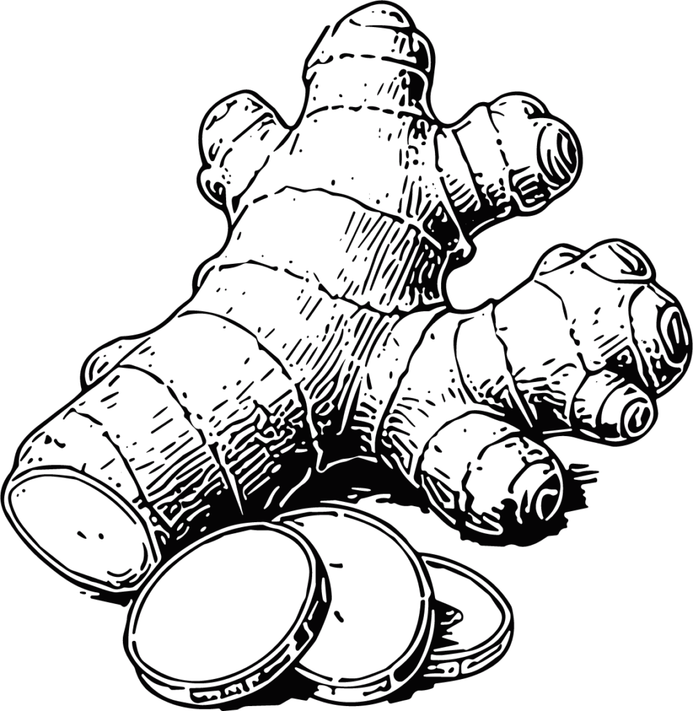 Ginger Root Detailed Etching Vector