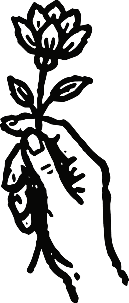 Hand Holding Flower Root SVG Bold Woodcut Vector