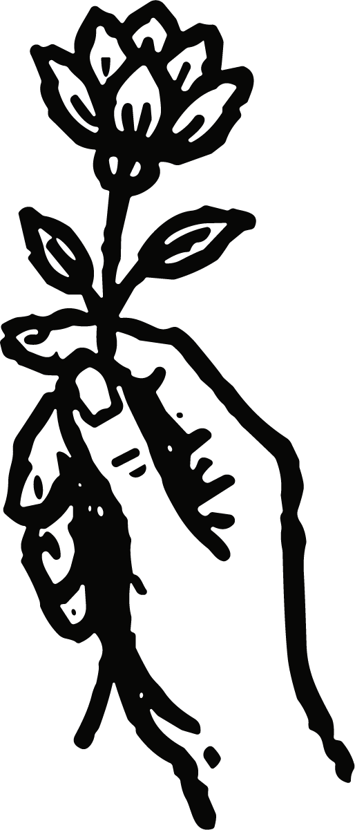 Hand Holding Flower Root SVG Bold Woodcut Vector - Image 1