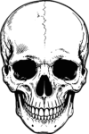 Human Skull SVG Bold Ink Outline Vector