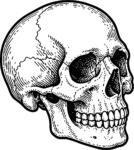 Human Skull SVG Detailed Etching Vector