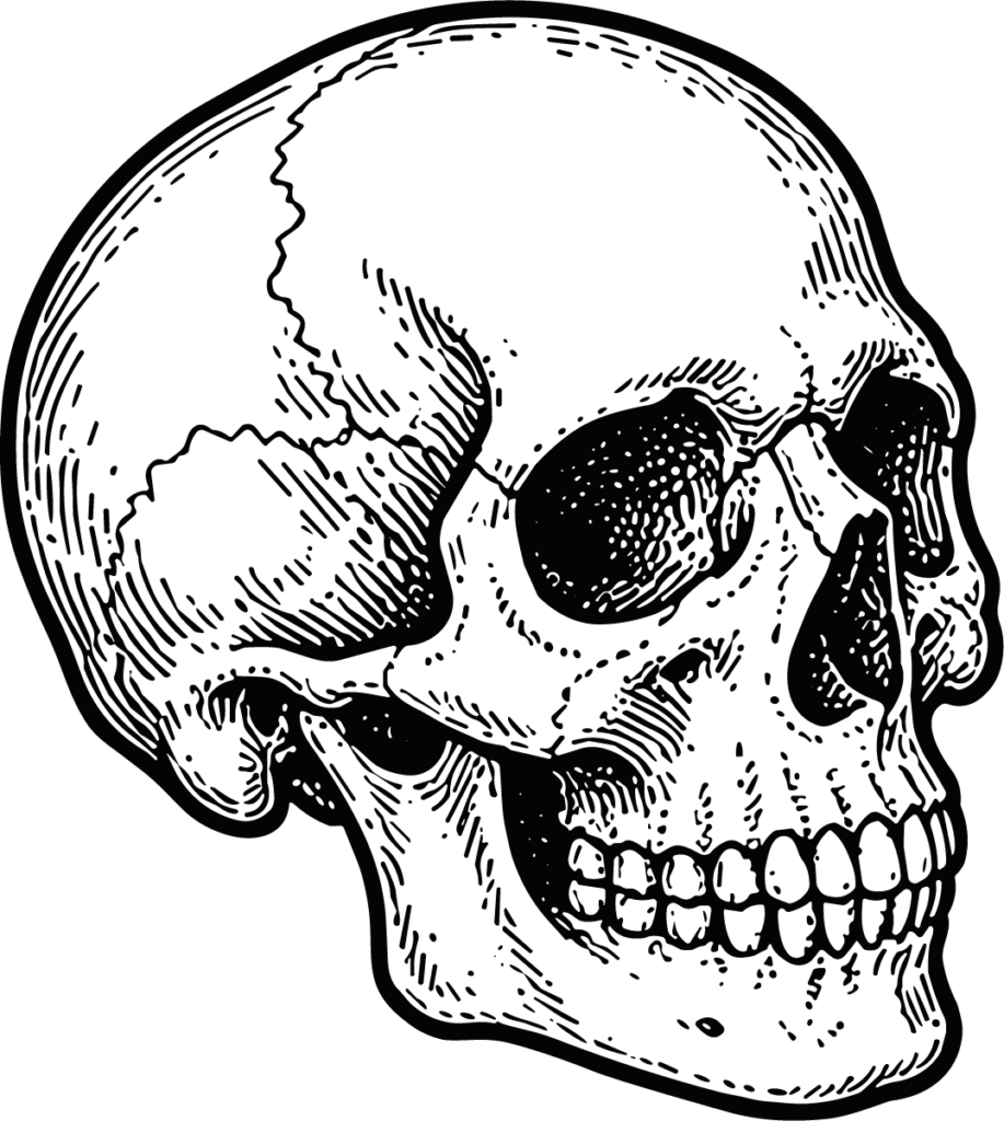 Human Skull SVG Detailed Etching Vector