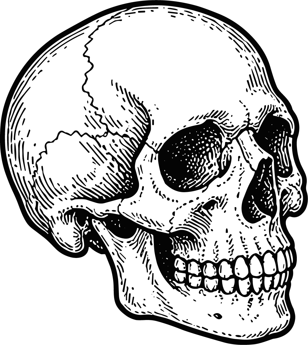 Human Skull SVG Detailed Etching Vector - Image 1