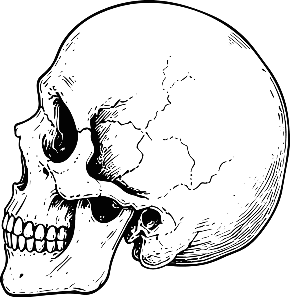 Human Skull SVG Detailed Anatomical Vector