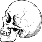 Human Skull SVG Detailed Anatomical Vector