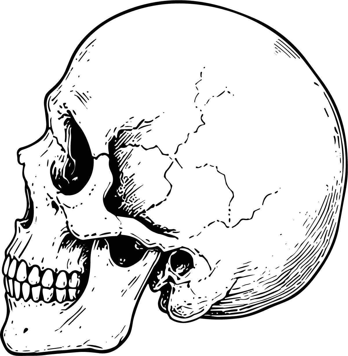 Human Skull SVG Detailed Anatomical Vector - Image 1