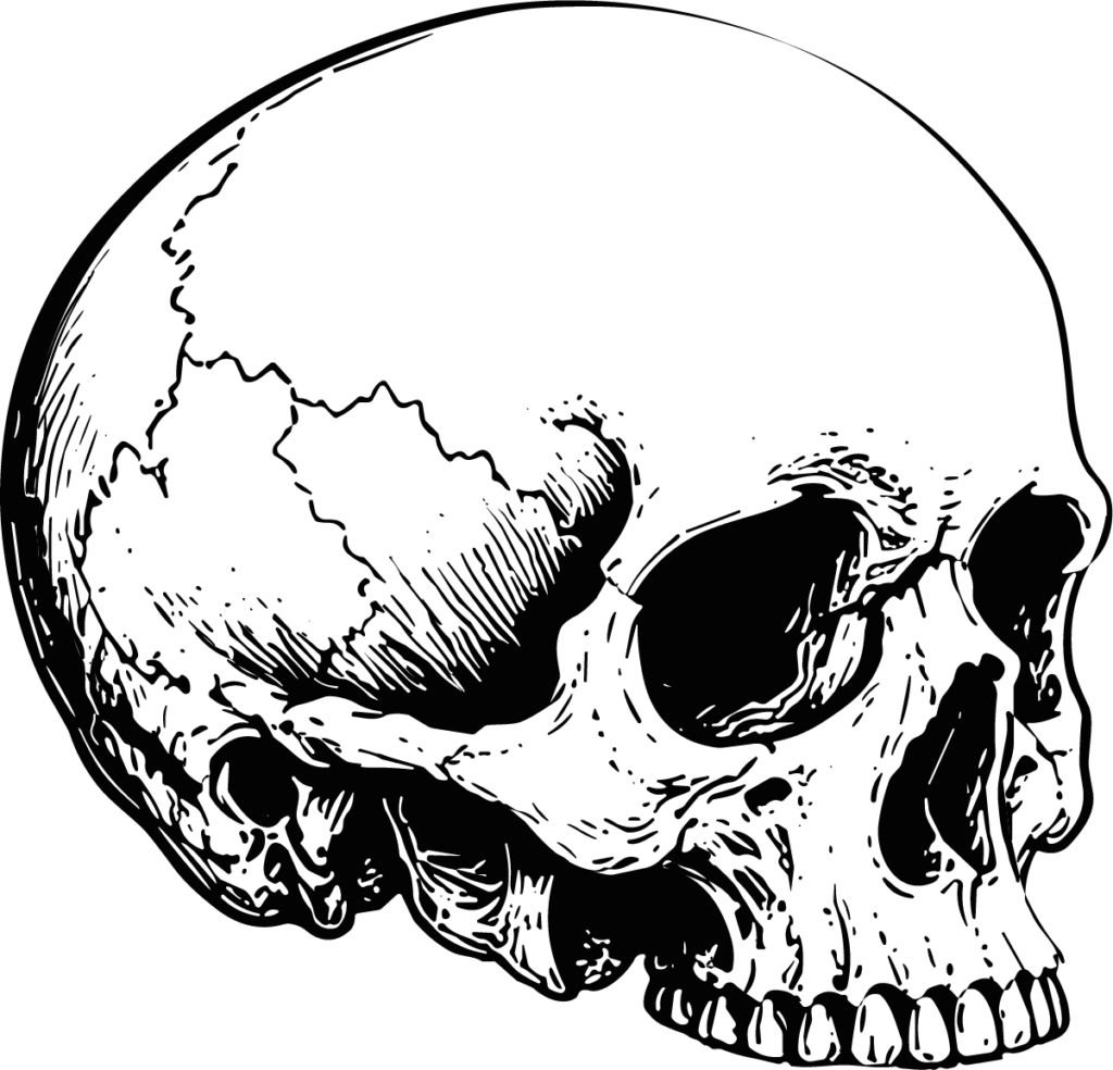 Human Skull SVG Bold Ink Sketch Vector