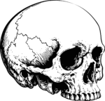 Human Skull SVG Bold Ink Sketch Vector