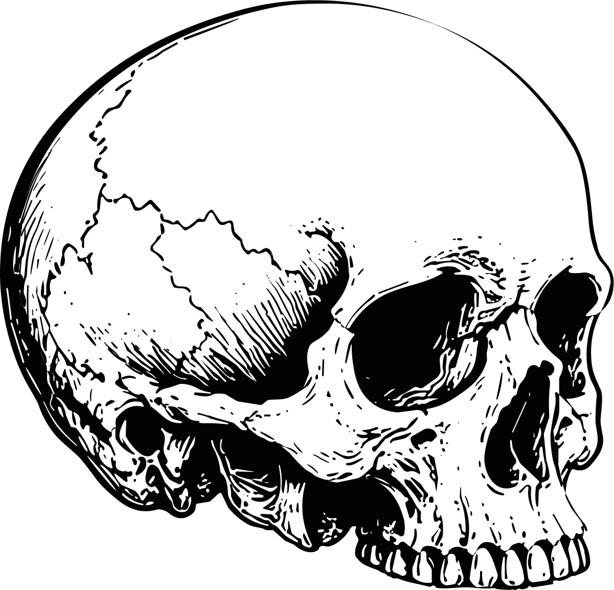 Human Skull SVG Bold Ink Sketch Vector - Image 1