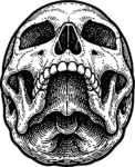 Human Skull SVG Detailed Anatomical Vector
