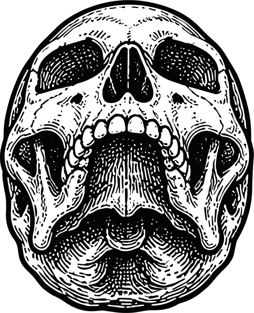 Human Skull SVG Detailed Anatomical Vector