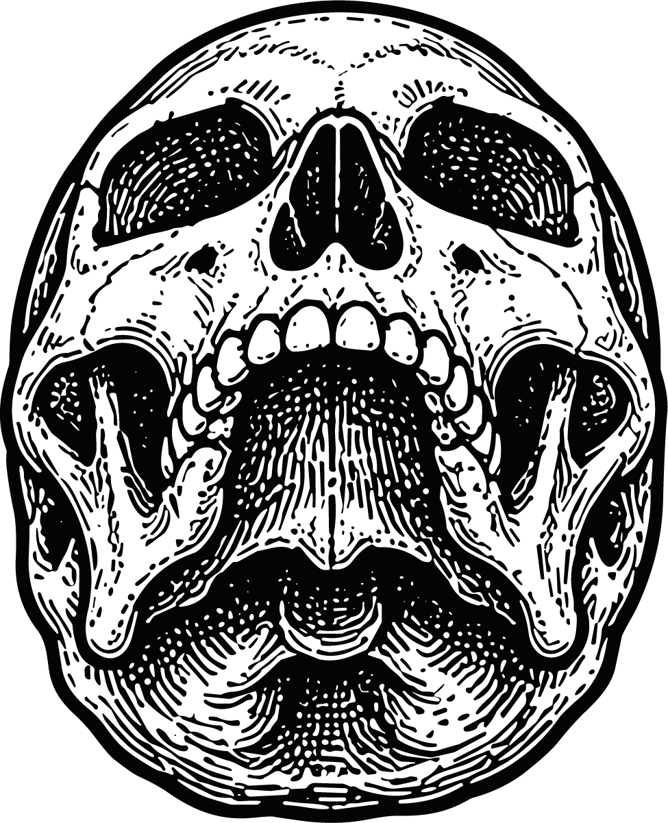 Human Skull SVG Detailed Anatomical Vector - Image 1