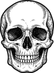 Human Skull SVG Detailed Crosshatch Vector