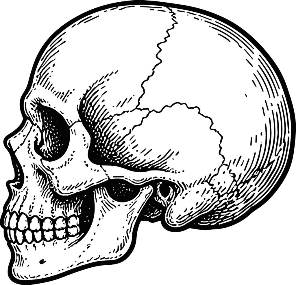 Human Skull SVG Detailed Anatomical Sketch Vector