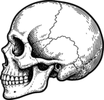 Human Skull SVG Detailed Anatomical Sketch Vector
