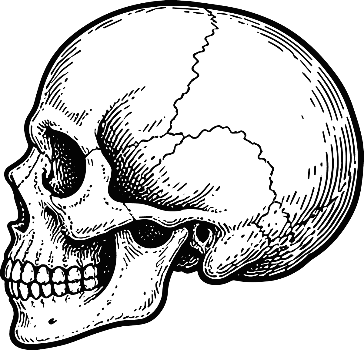 Human Skull SVG Detailed Anatomical Sketch Vector - Image 1