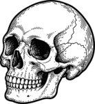 Human Skull SVG Detailed Etching Vector