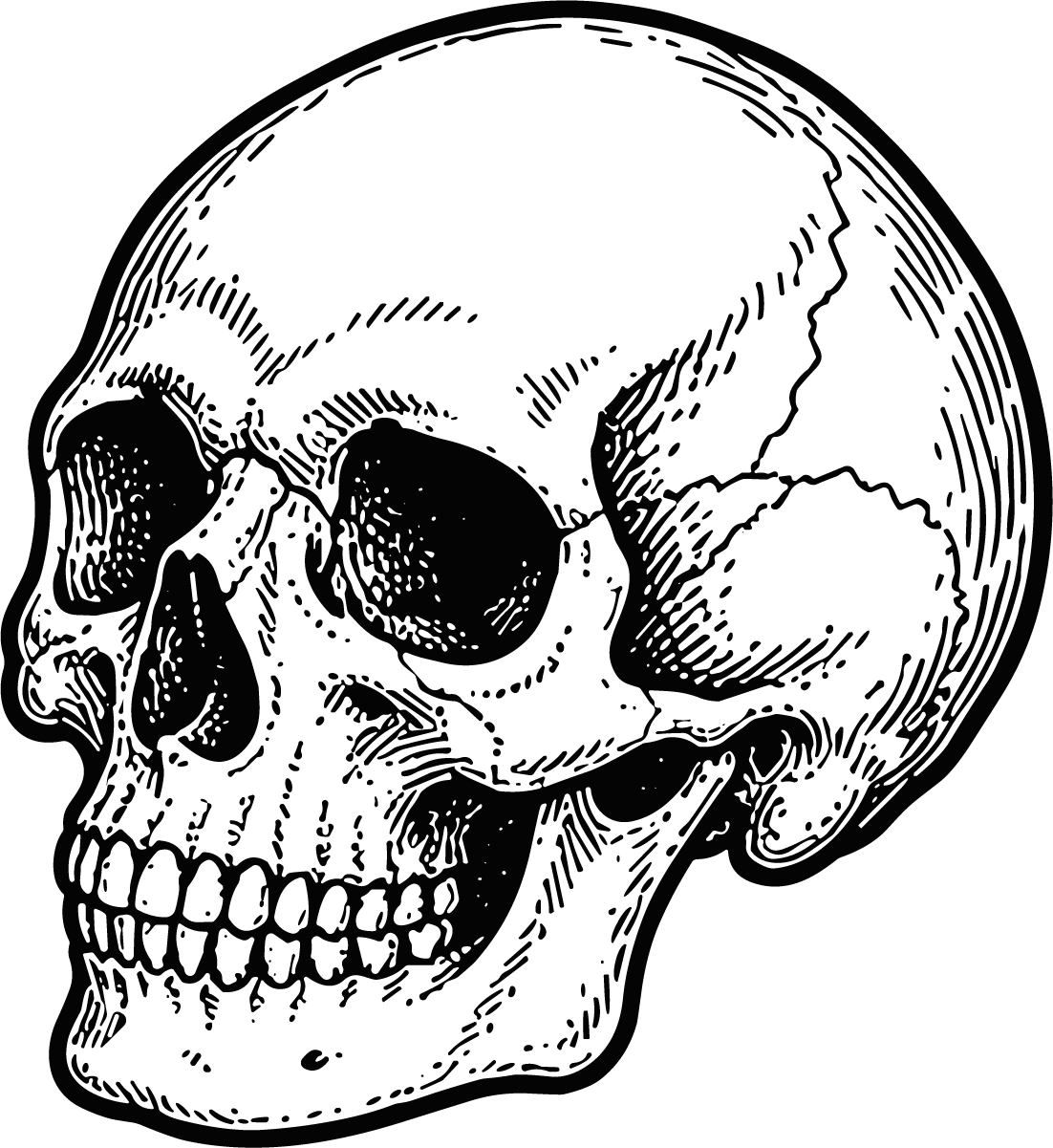 Human Skull SVG Detailed Etching Vector - Image 1
