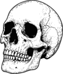 Human Skull SVG Bold Ink Sketch Vector