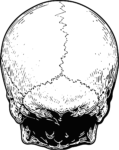 Human Skull SVG Detailed Anatomical Vector