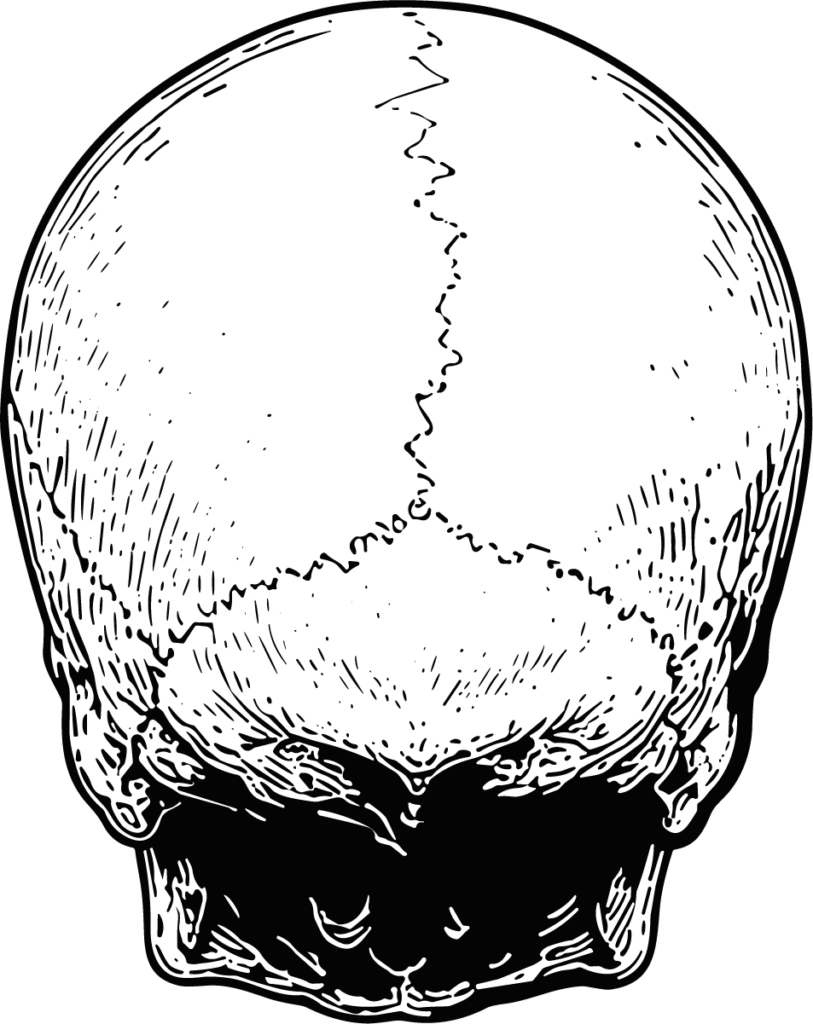 Human Skull SVG Detailed Anatomical Vector